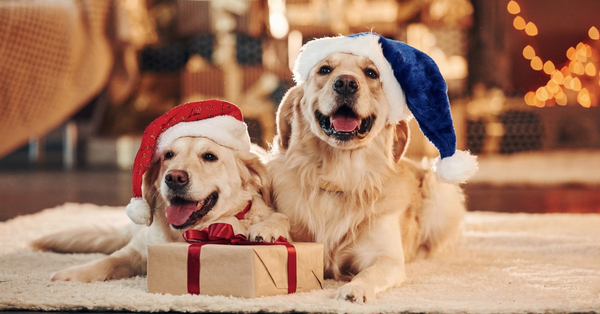 2023 Dog and Cat Holiday Gift Guide